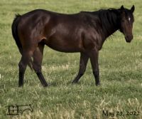 Funny B Mucha Blue's 2020 Filly